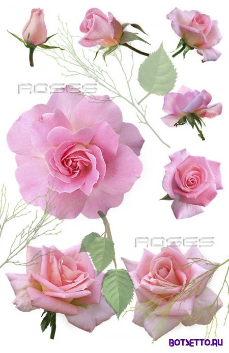 Клипарт на прозрачном фоне - Розы / Roses Clipart