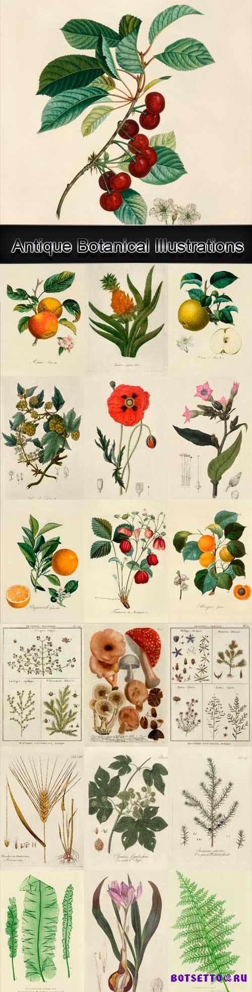 Antique Botanical Illustrations 1640-1900