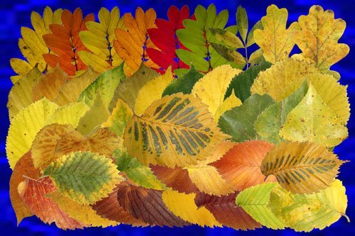 Клипарт Настоящие осенние листья - часть вторая - Рябина, осина, берёза и другие