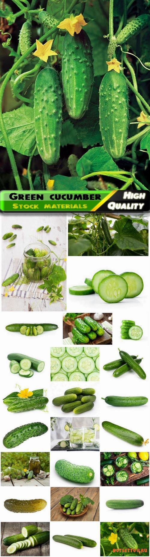 Green cucumber healthy food with vitamins 25 HQ Jpg