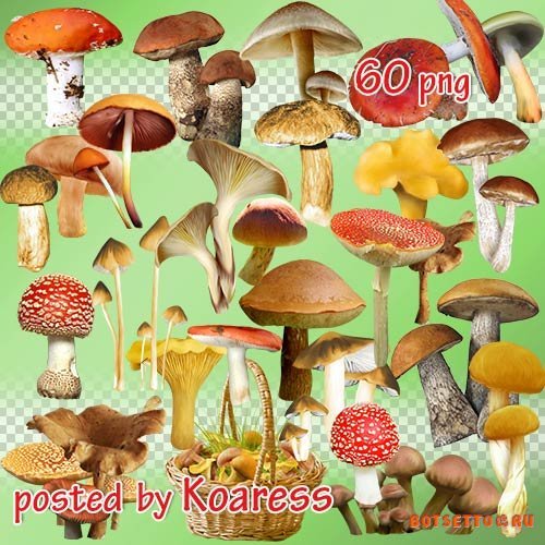 Png клипарт на прозрачном фоне - Грибы и корзины с грибами