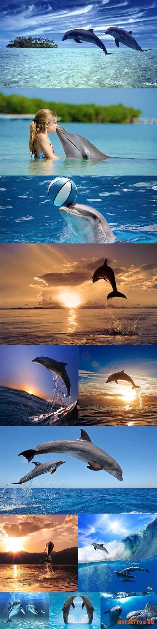 Graceful dolphins in the sea